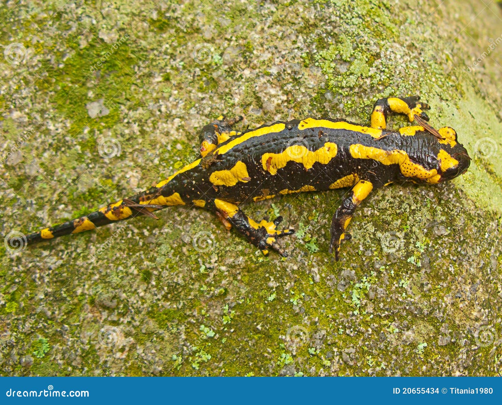 a yellow and black salamander