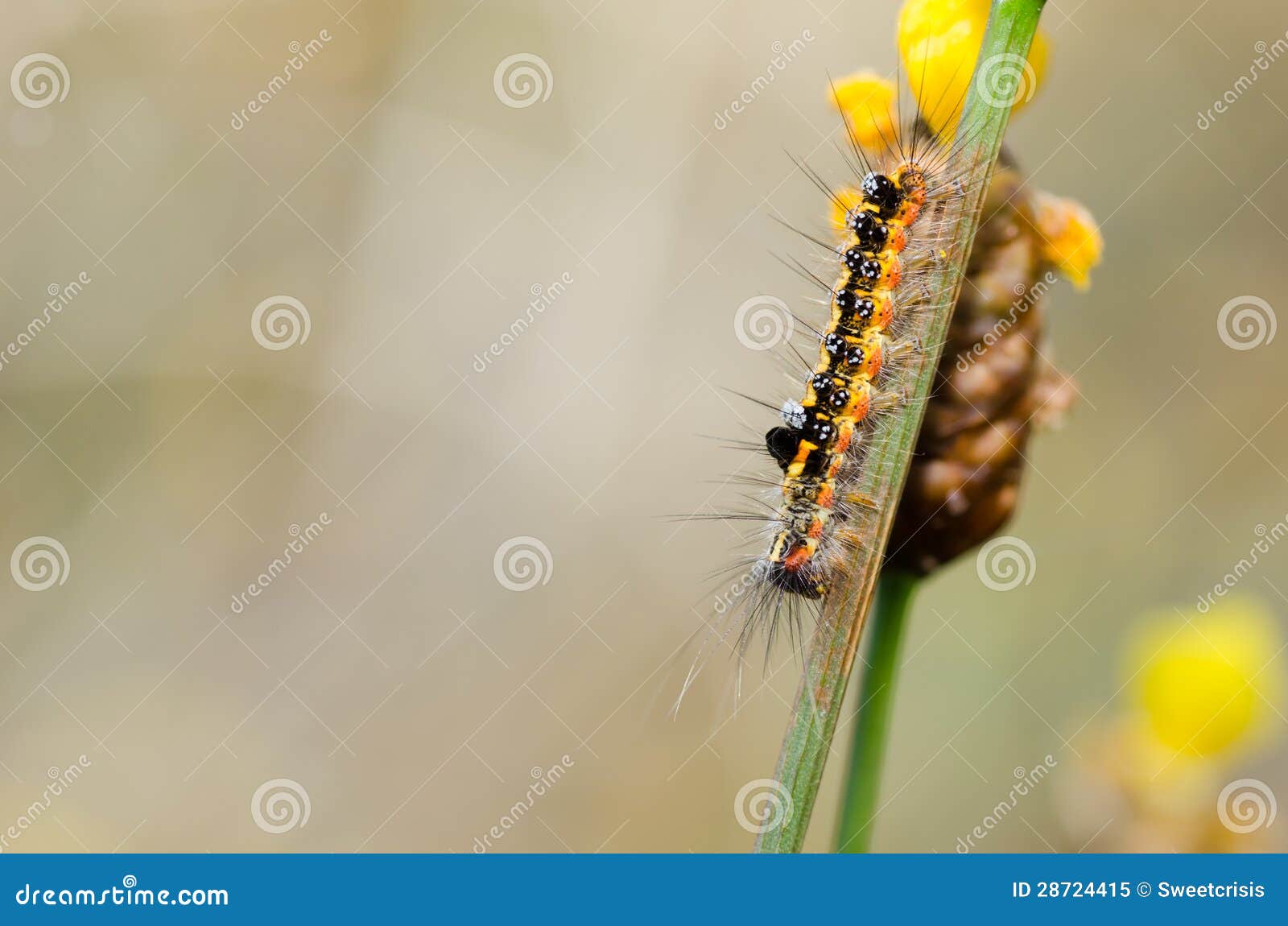 Yellow and Black Spotted Worm Stock Image Image of outdoors, wild