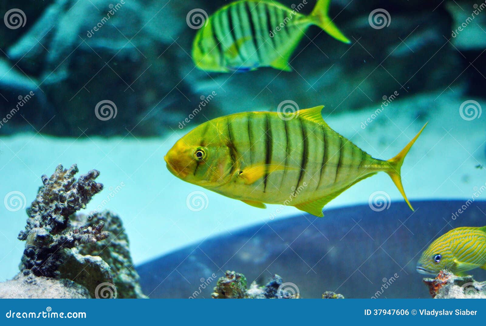 Blue And Yellow Striped Reef Fish - Goimages Ily