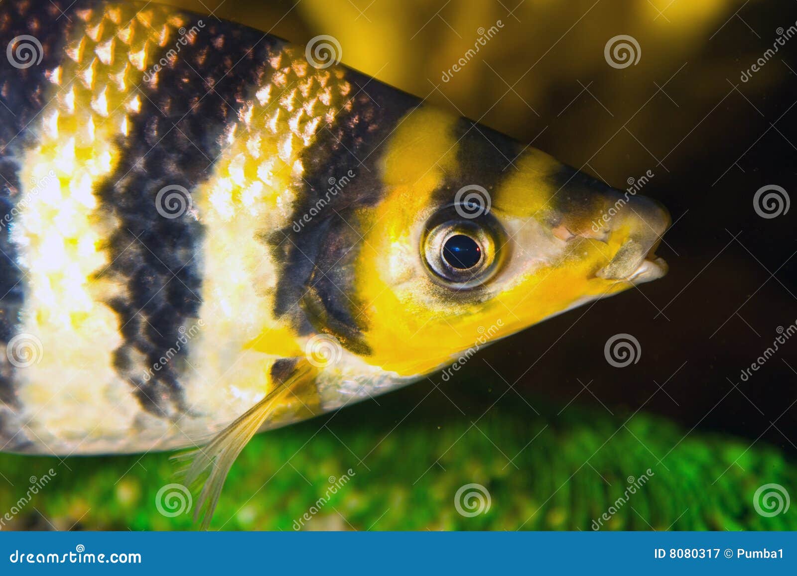 Yellow Black Striped Fish Aquarium 