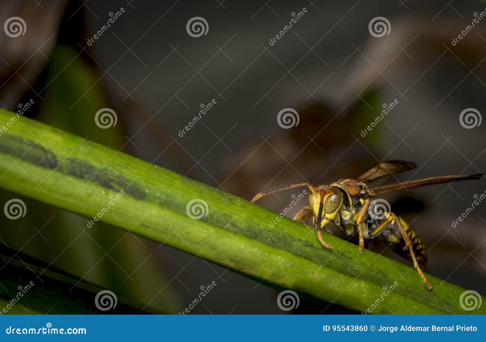 Yellow and Black Striped Wasp Resting on a Leaf Stock Photo Image of leaf, beauty 95543860