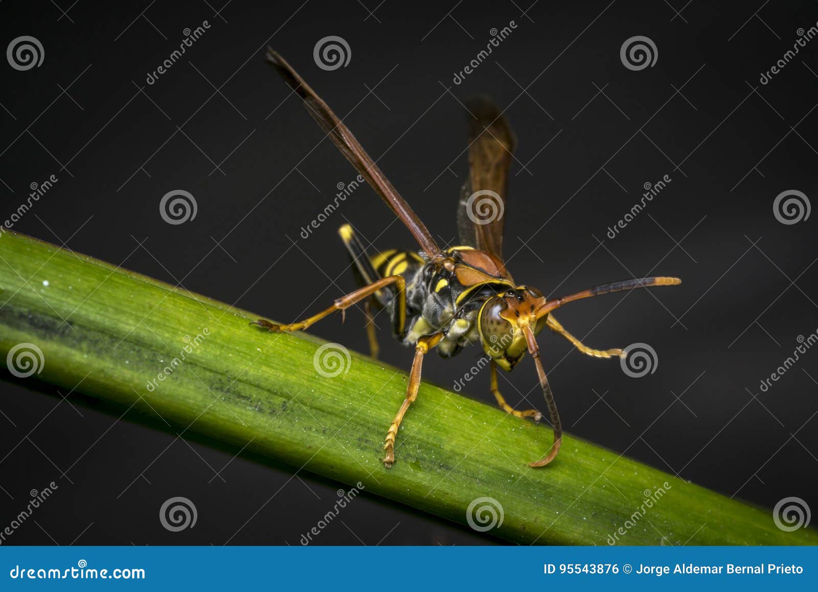 Yellow and Black Striped Wasp Resting on a Leaf Stock Photo Image of macro, sharp 95543876