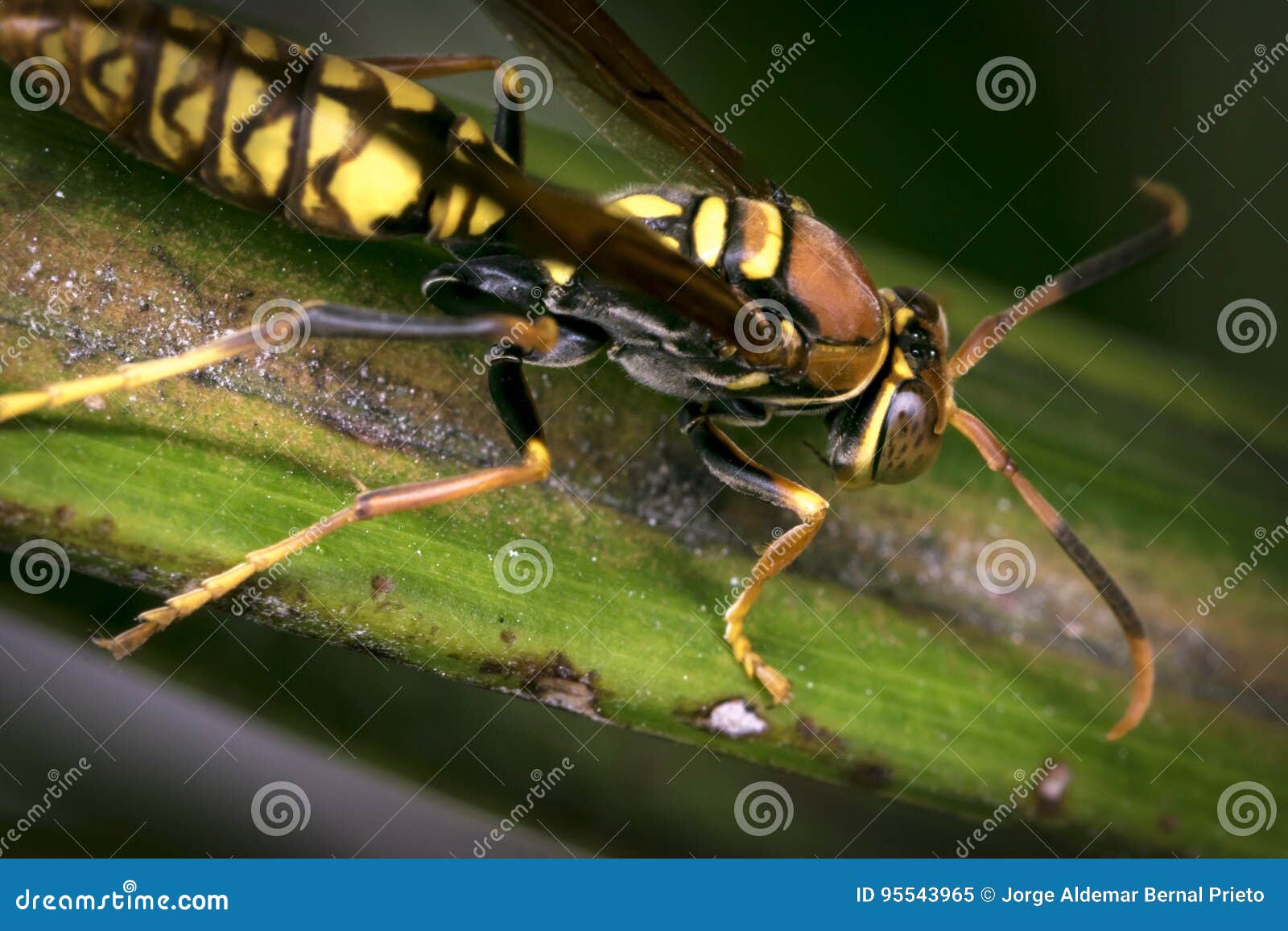 Yellow and Black Striped Wasp Resting on a Leaf Stock Image Image of isolated, dangerous 95543965