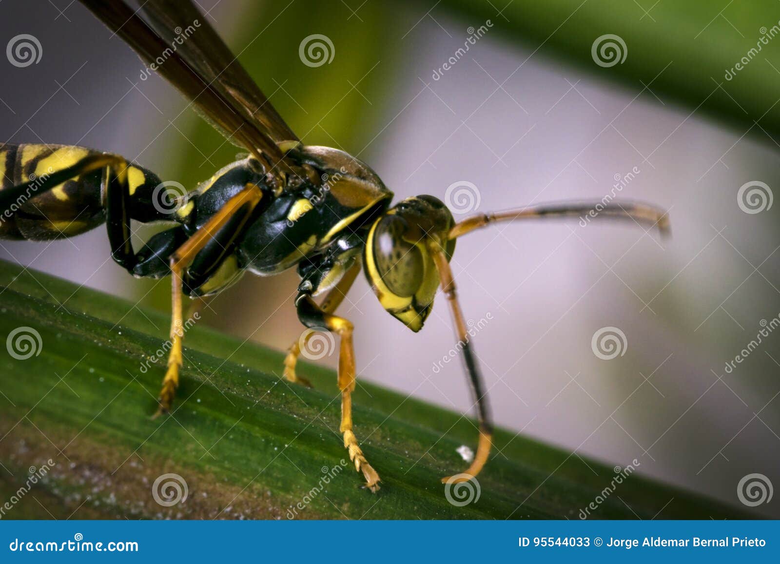 Yellow and Black Striped Wasp Resting on a Leaf Stock Image Image of leaf, resting 95544033