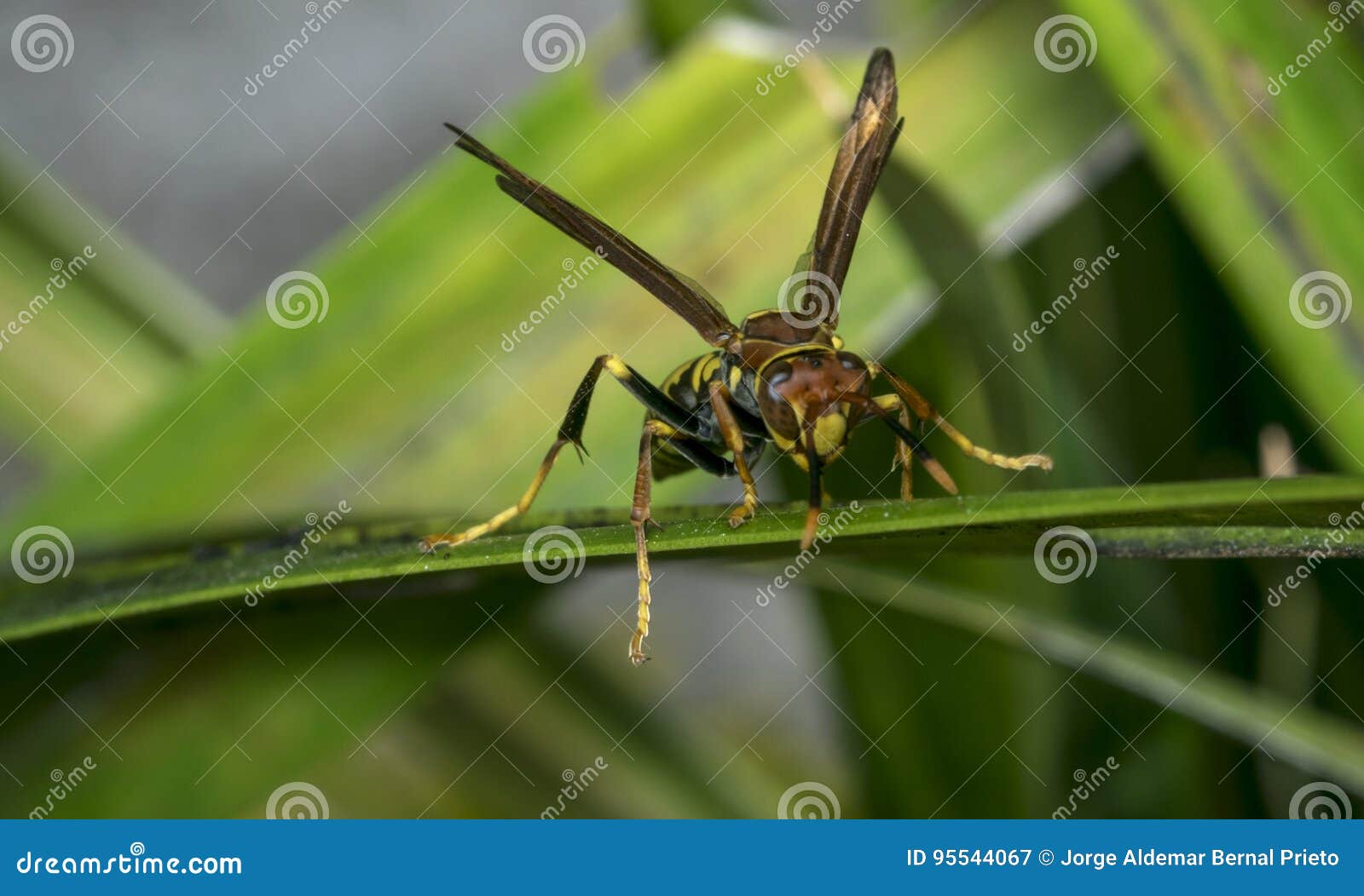 Yellow and Black Striped Wasp Resting on a Leaf Stock Image Image of single, antenna 95544067