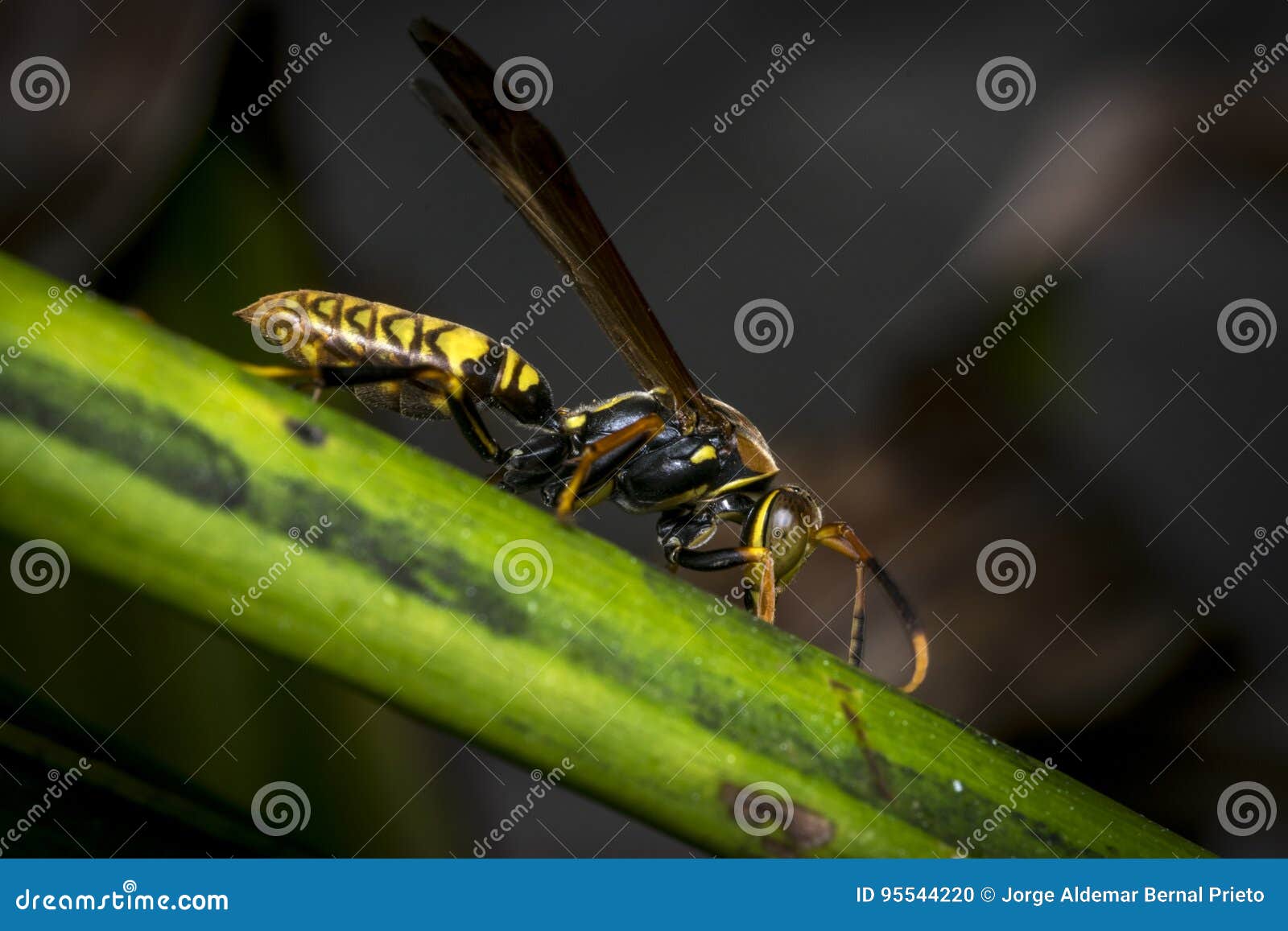 Yellow and Black Striped Wasp Resting on a Leaf Stock Photo Image of sharp, beautiful 95544220