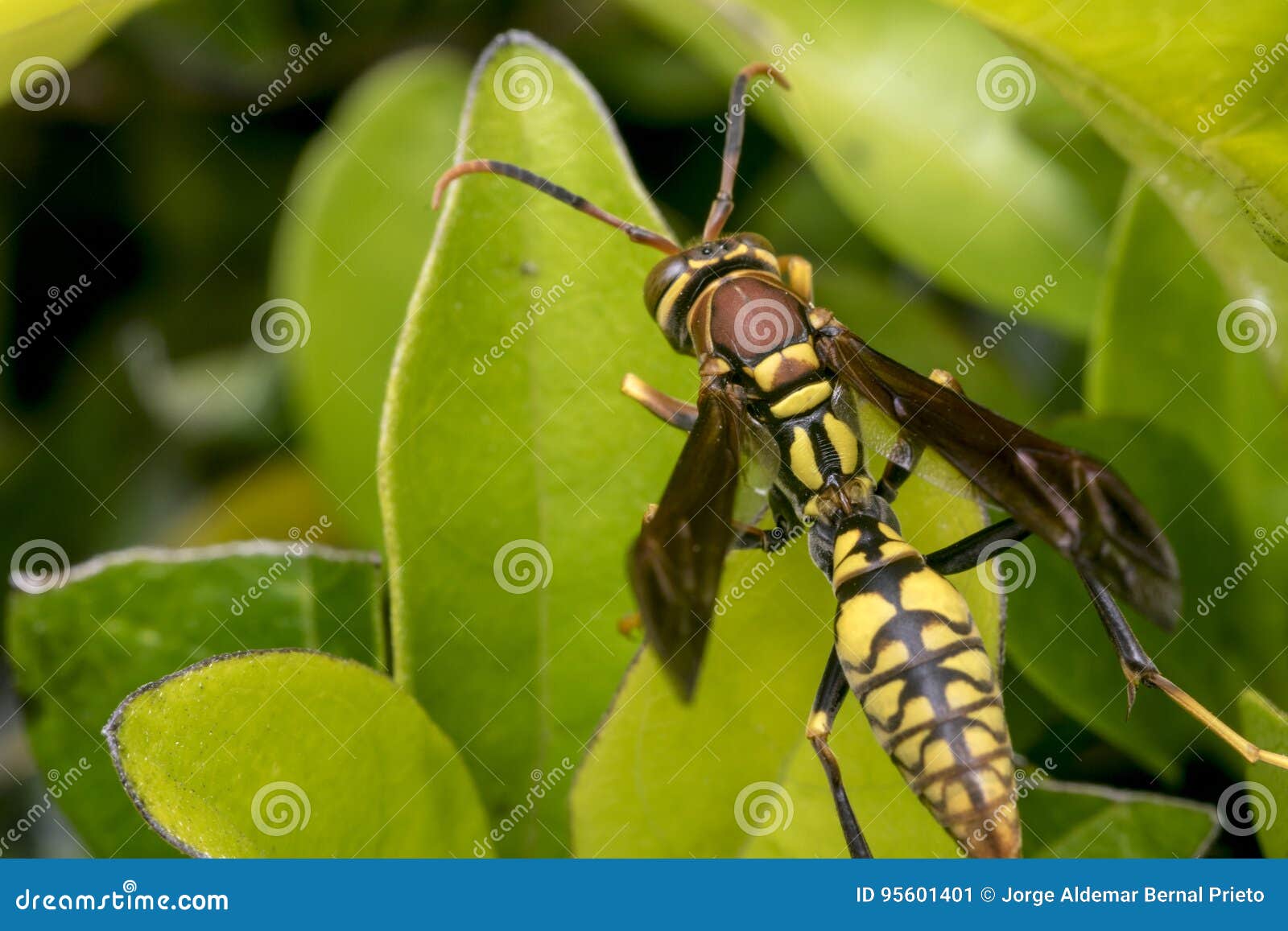 Yellow and Black Striped Wasp Resting on a Leaf Stock Image Image of nature, beautiful 95601401