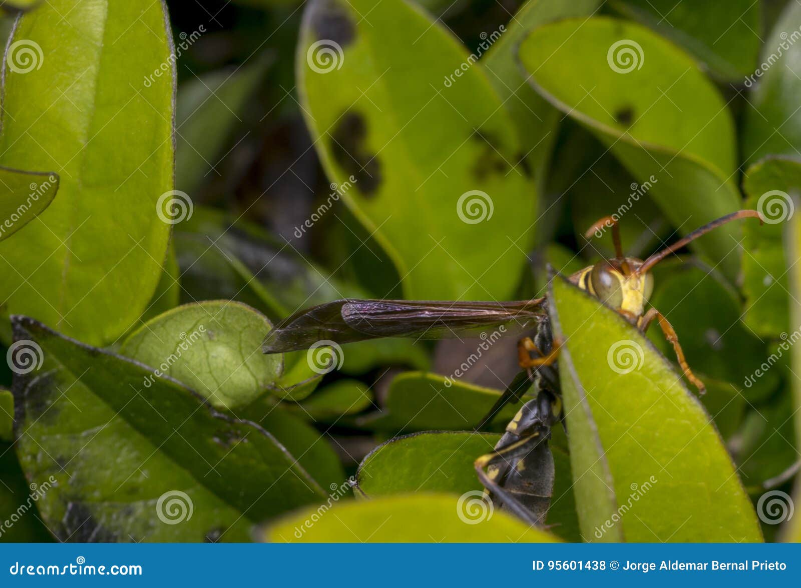 Yellow and Black Striped Wasp Resting on a Leaf Stock Photo Image of garden, detail 95601438