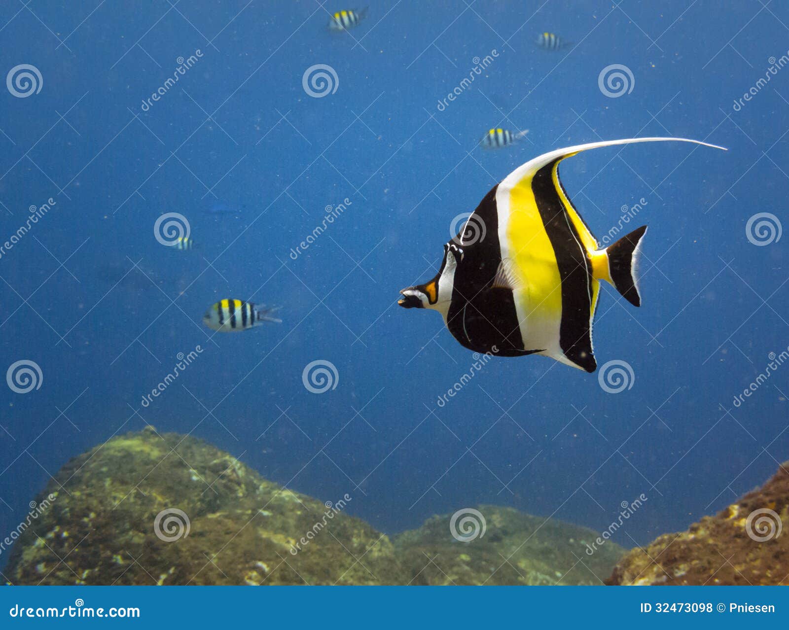 Yellow, Black, White Striped Tropical Fish Swim Castle Rock Reef Stock