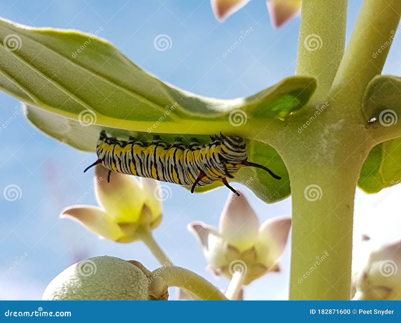 Yellow and black worm stock photo. Image of branch, nature 182871600