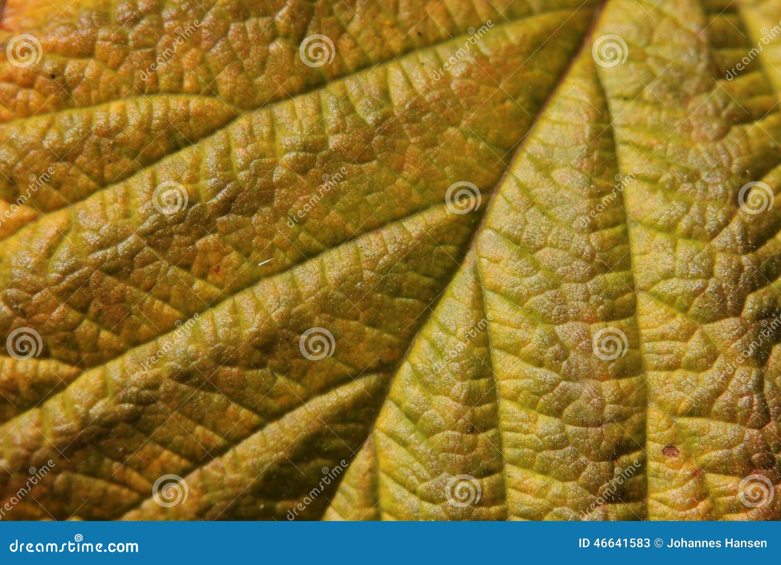 Yellow Blackberry Leaf stock image. Image of rubus, plant 46641583