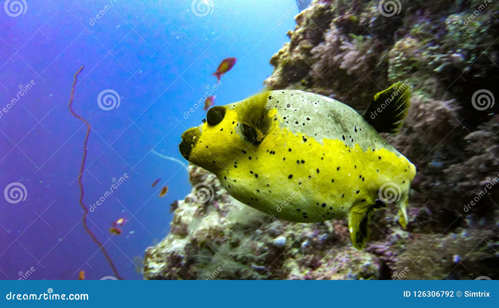 Yellow Blackspotted Puffer Fish Against Blue Background Side Profile