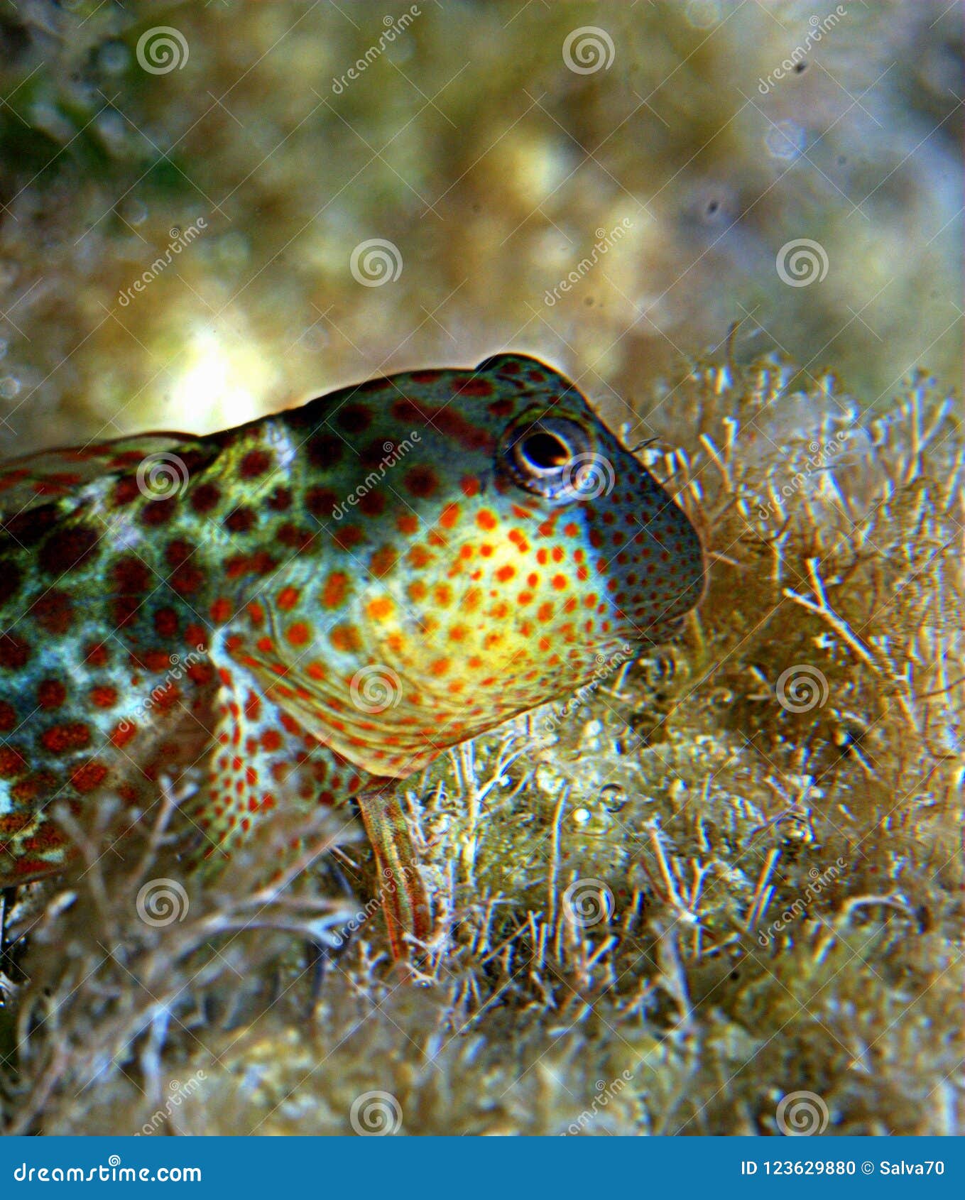 Yellow Blenny Stock Photo 123629880