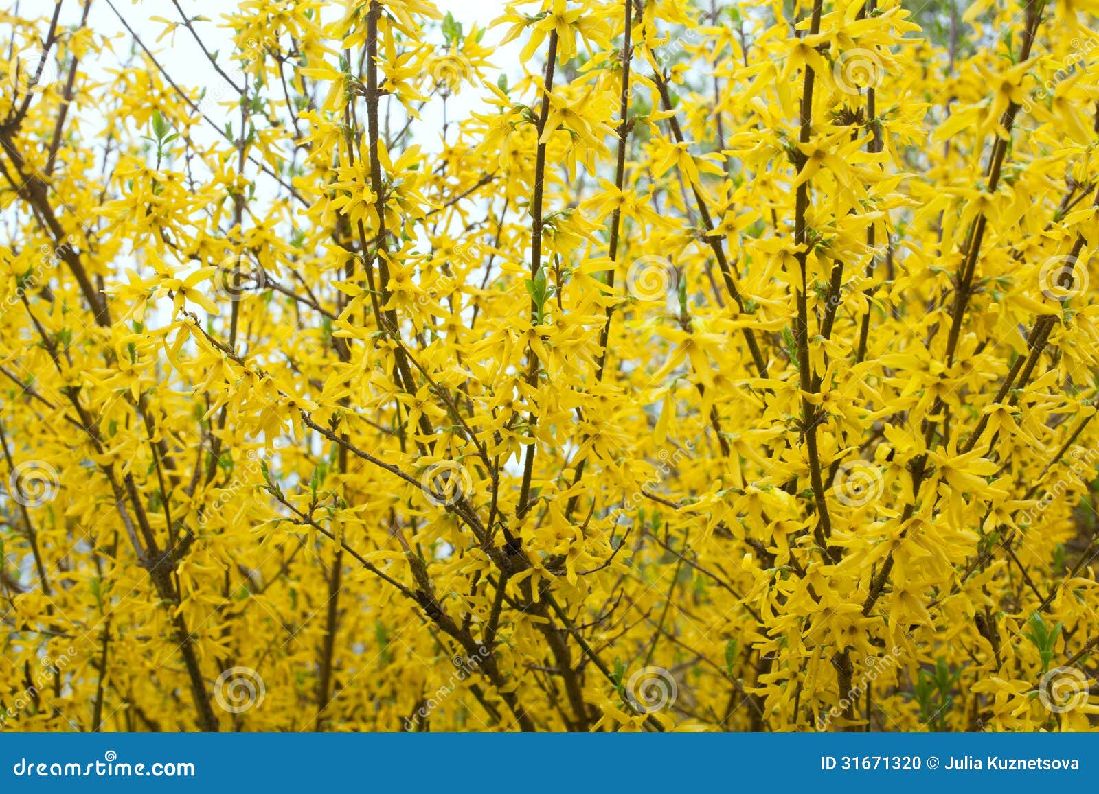 Yellow Bloom Bushes of Forsythia Stock Photo Image of blooming, flora