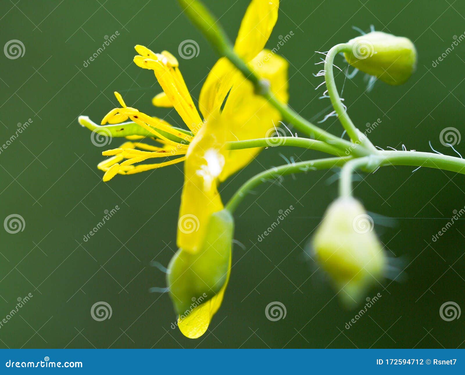 Yellow Bloom of Celandine in Spring Stock Photo Image of herbal