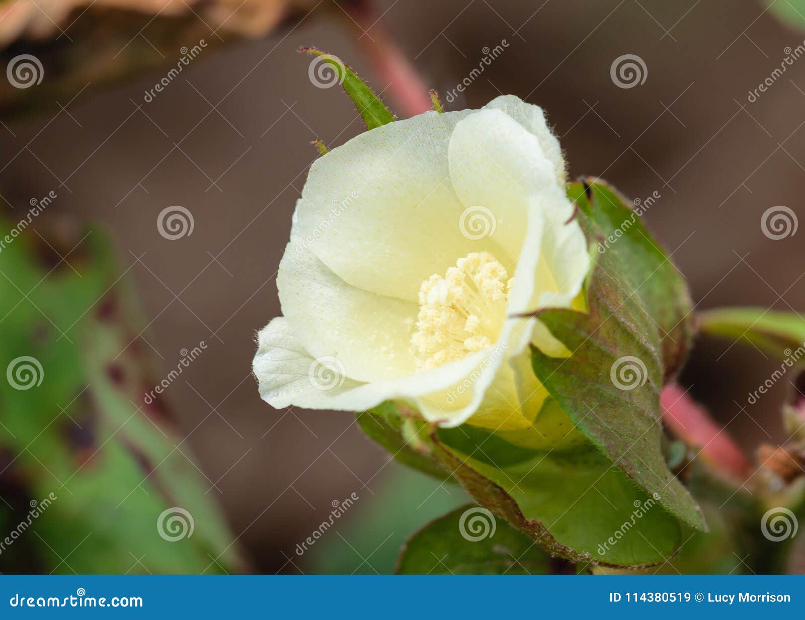 Yellow Bloom of Cotton Boll Stock Image Image of yellow, field 114380519
