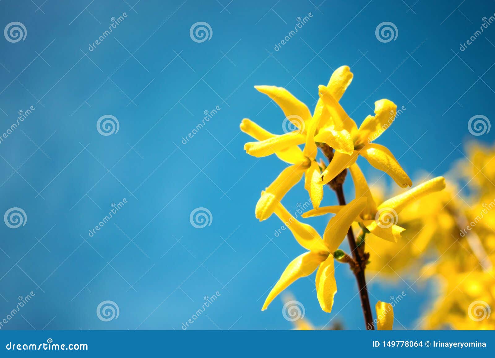 yellow blooming forsythia flowers on the blue sky background. a branch with bright yellow flowers in spring close up. golden bell