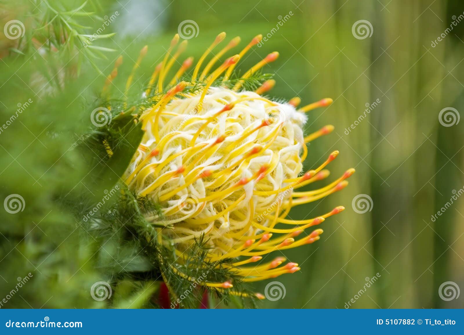 Yellow Blooming Protea Pincushion Stock Photo Image of garden, fresh