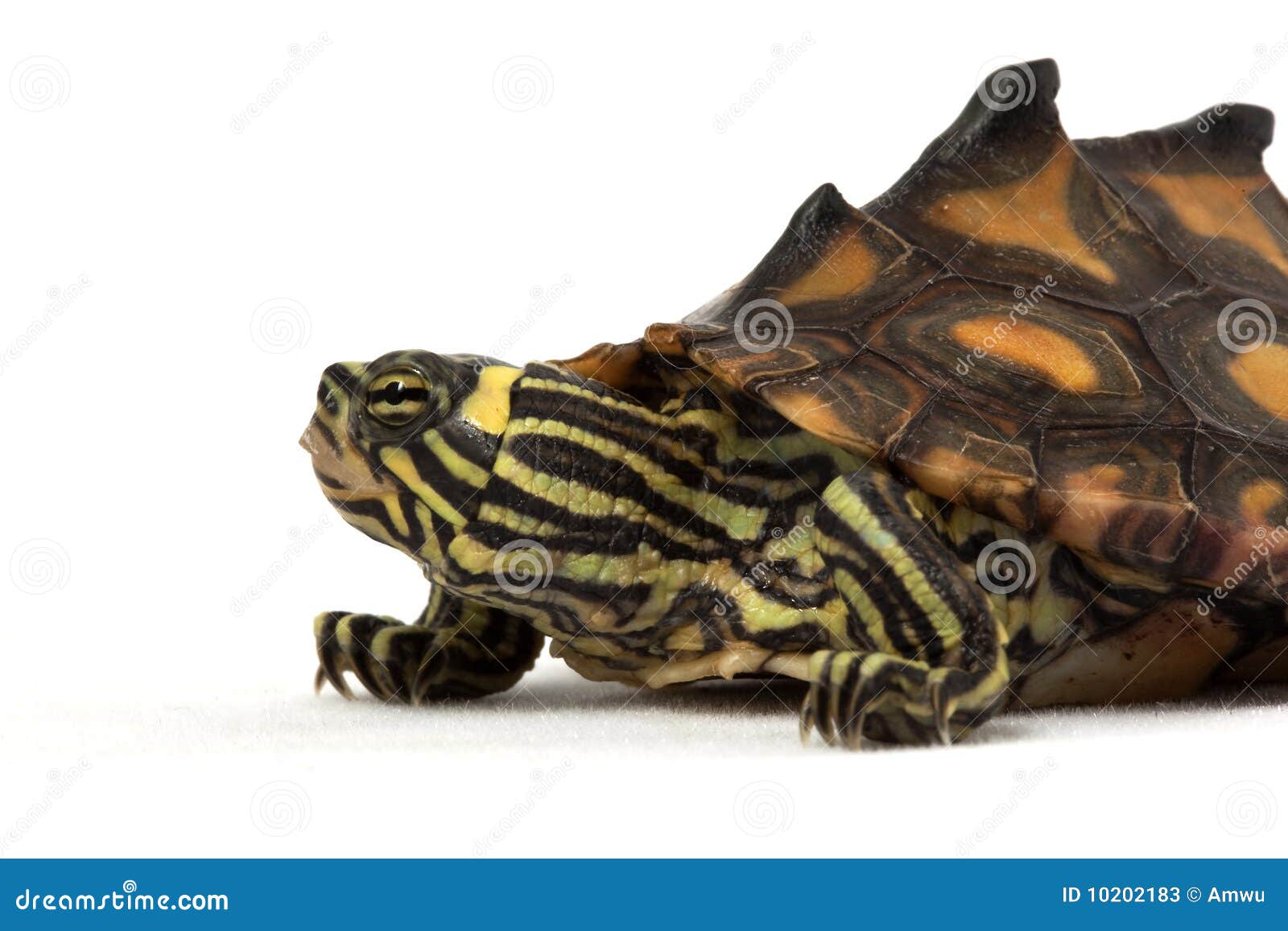 Yellow Blotched Map Turtle (Graptemys flavimaculata) isolated on white background.