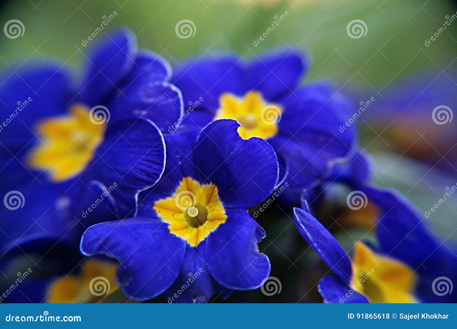 Yellow Blue Colour Flowers stock photo. Image of blue - 91865618