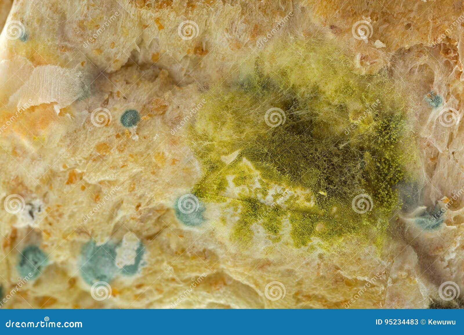 Yellow Blue Molds on Molded Old Wholewheat Bread Stock Image Image of