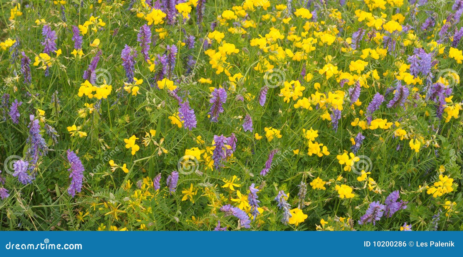 Yellow and Blue Wildflowers Stock Photo Image of vetch, yellow 10200286
