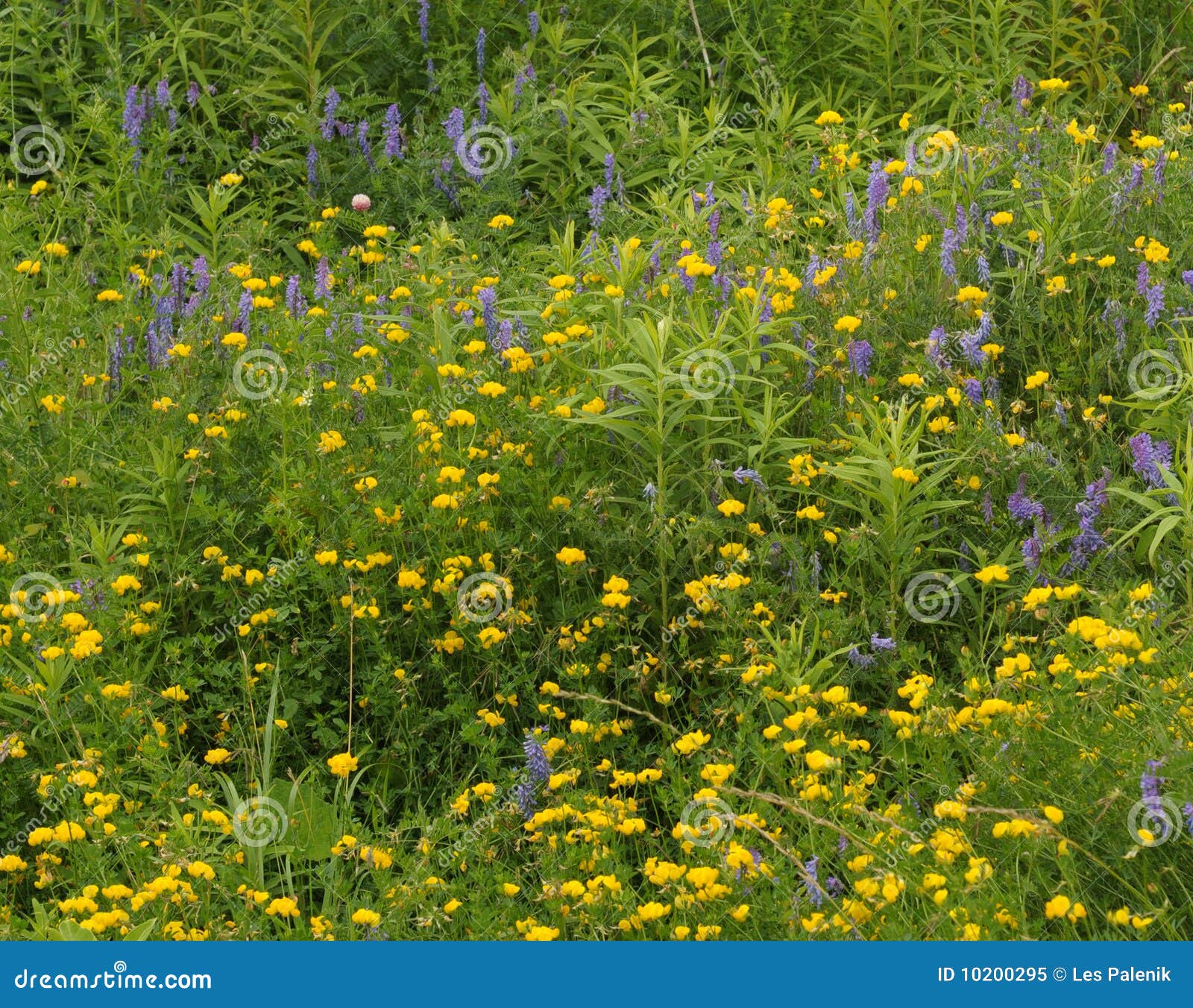 Yellow and Blue Wildflowers Stock Image Image of vetch, summer 10200295