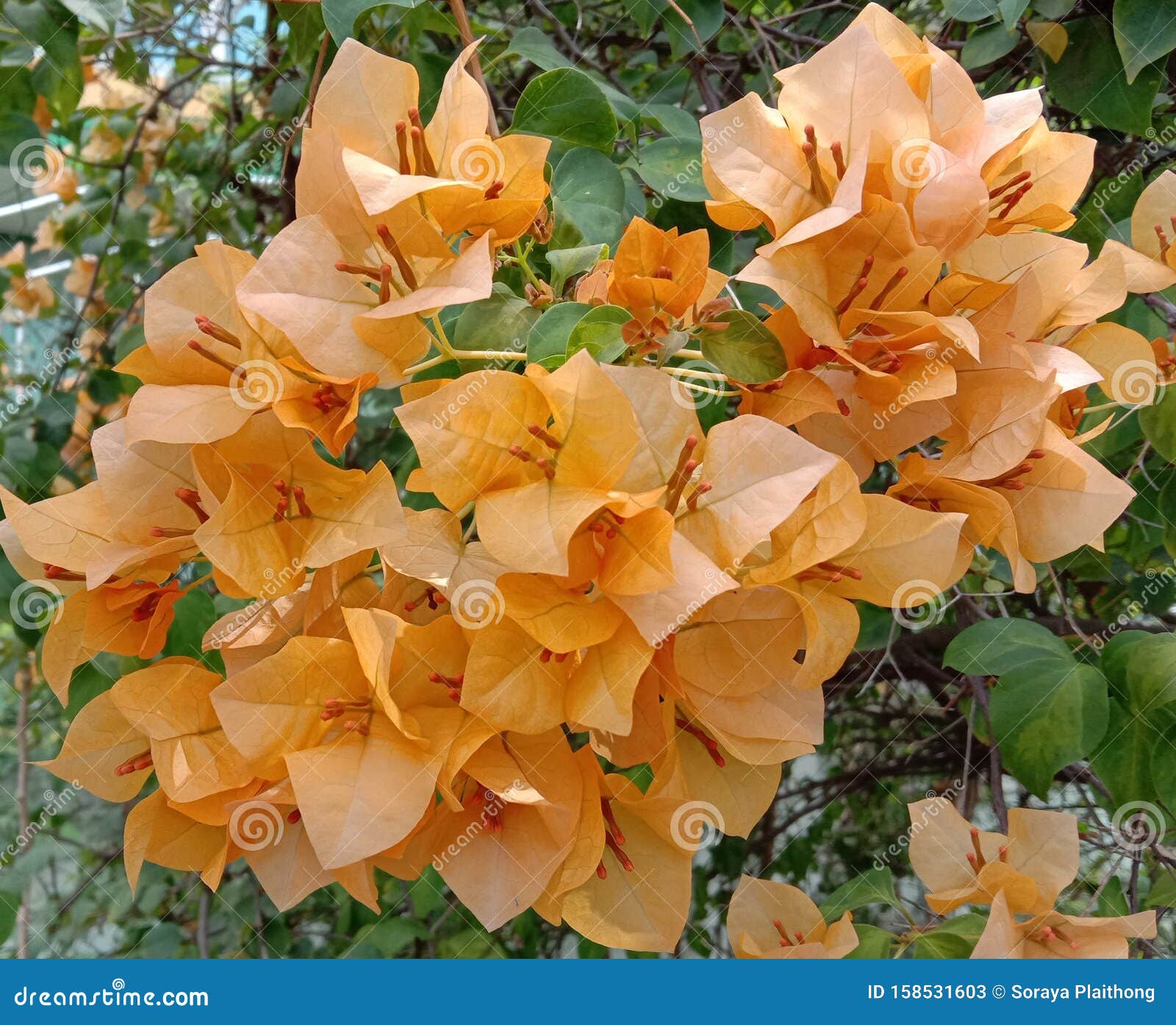 Are bougainvillea perennial