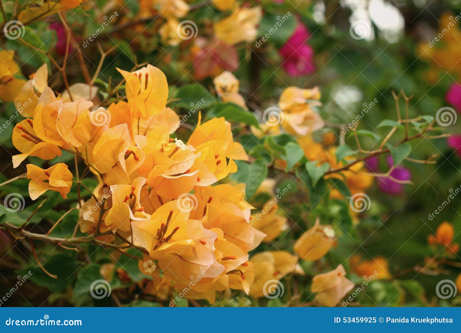 Yellow Bougainvillea in Nature at the Park Stock Image Image of plant