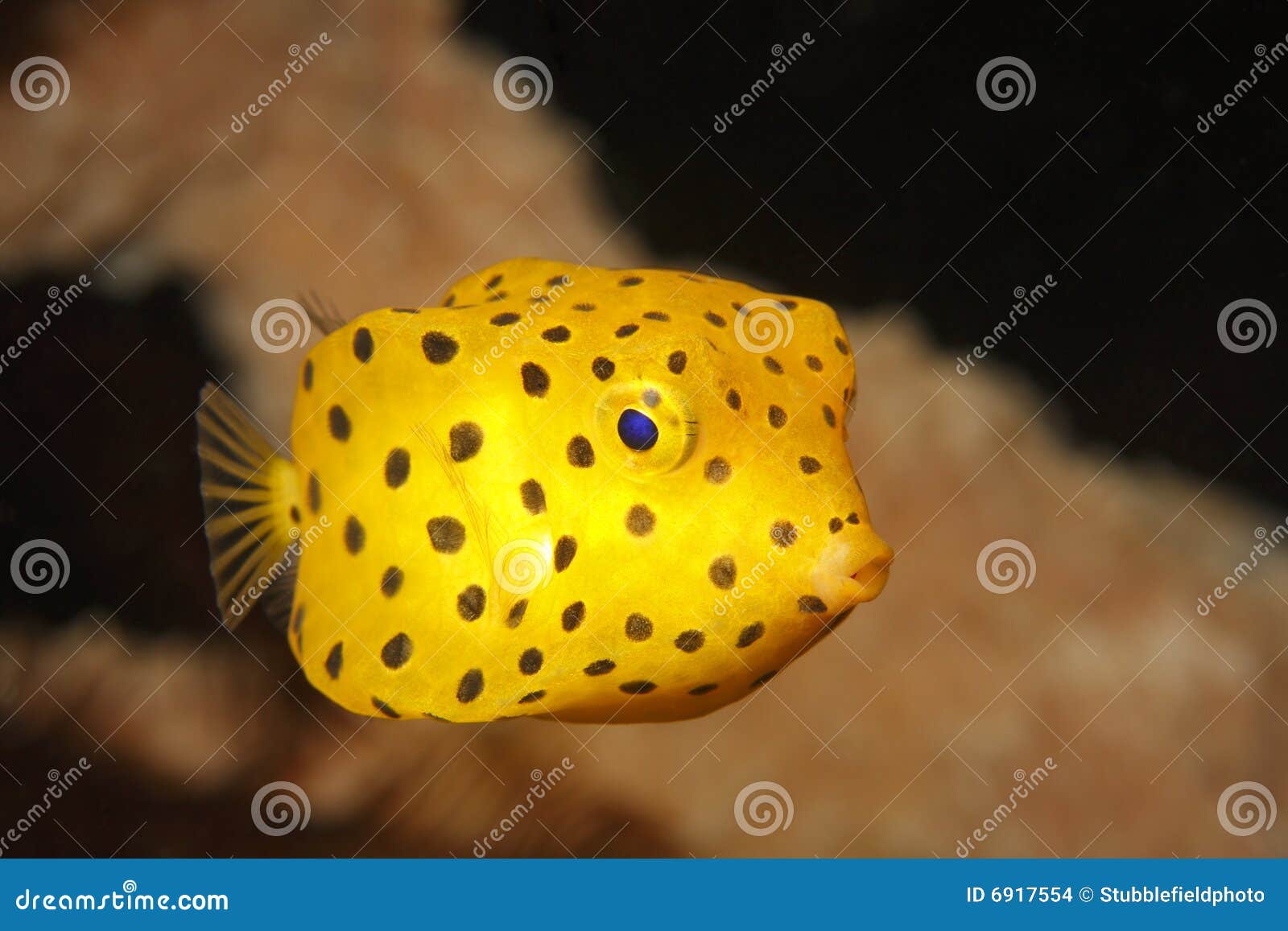 yellow boxfish juvenile