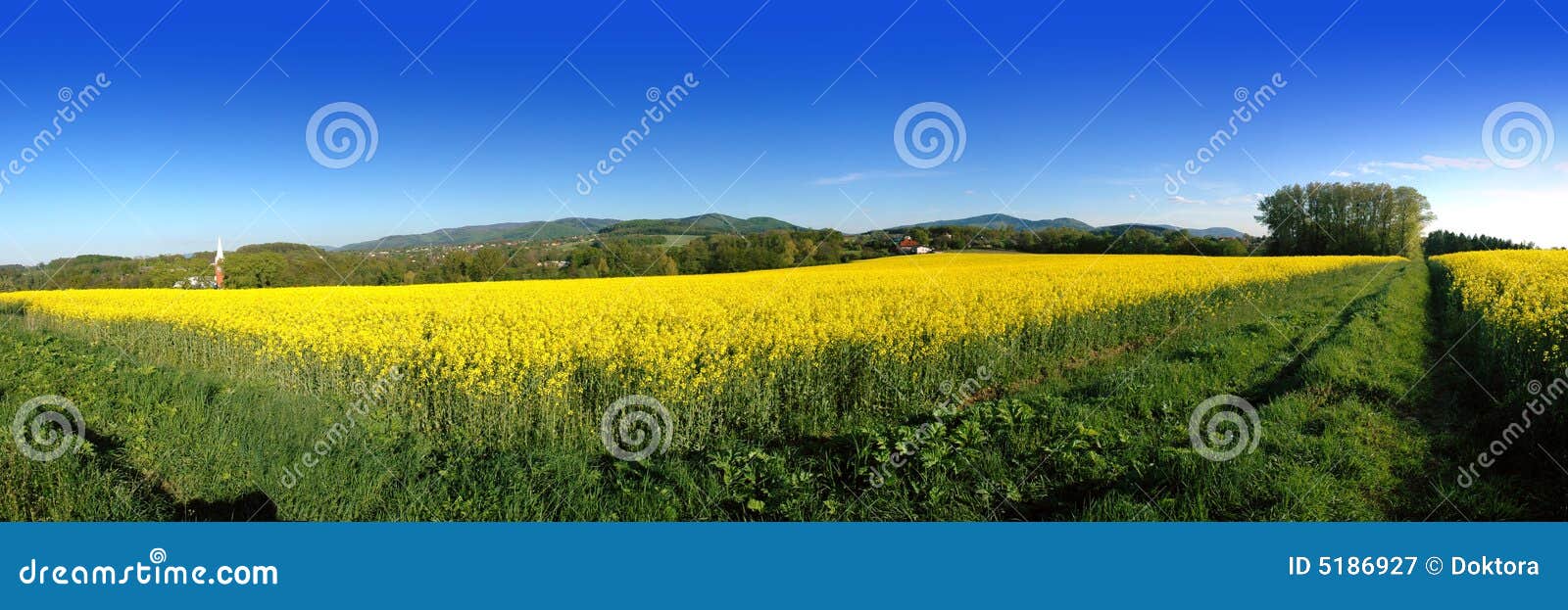 yellow brassica rapa field