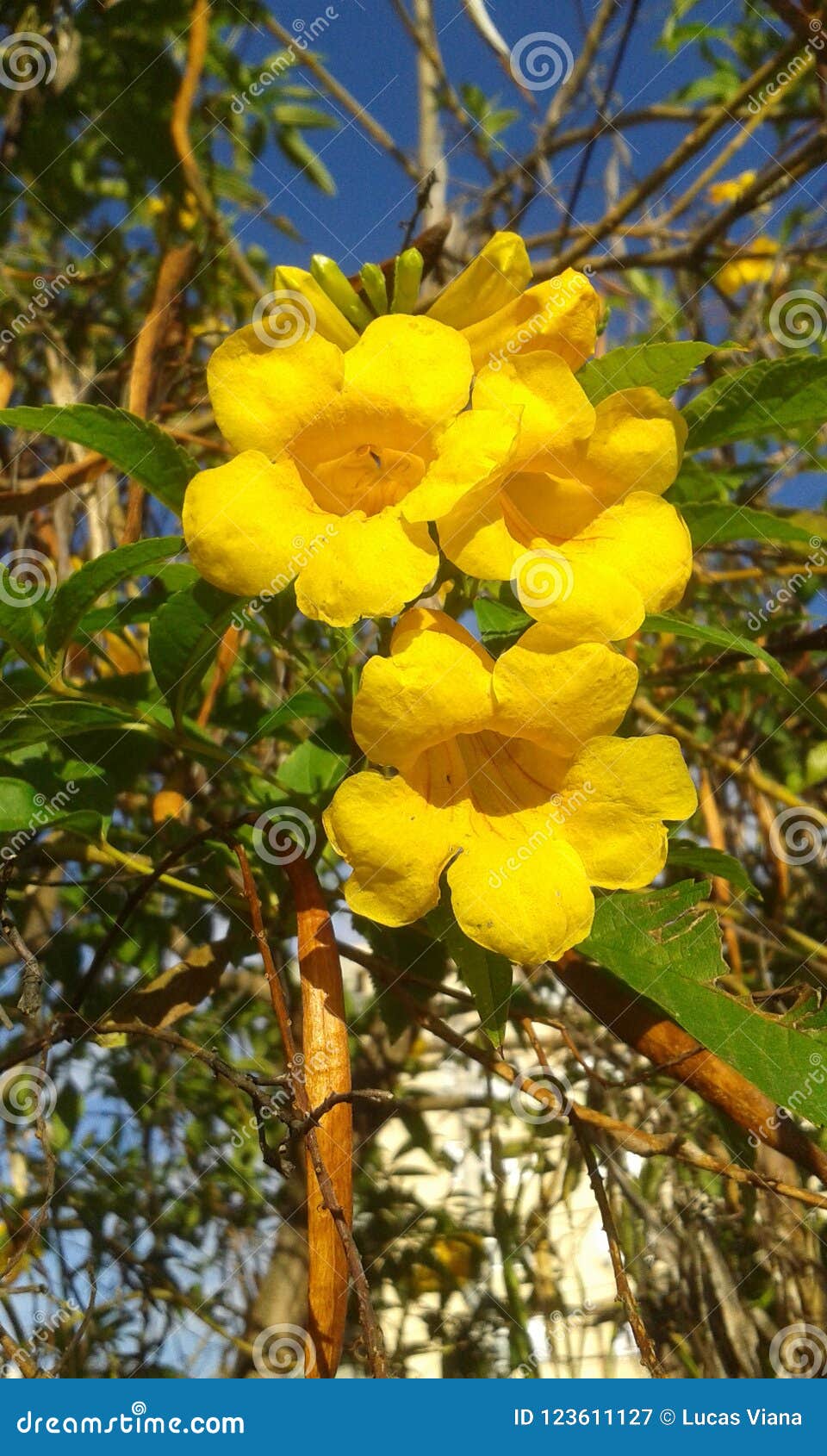 cerrado flower