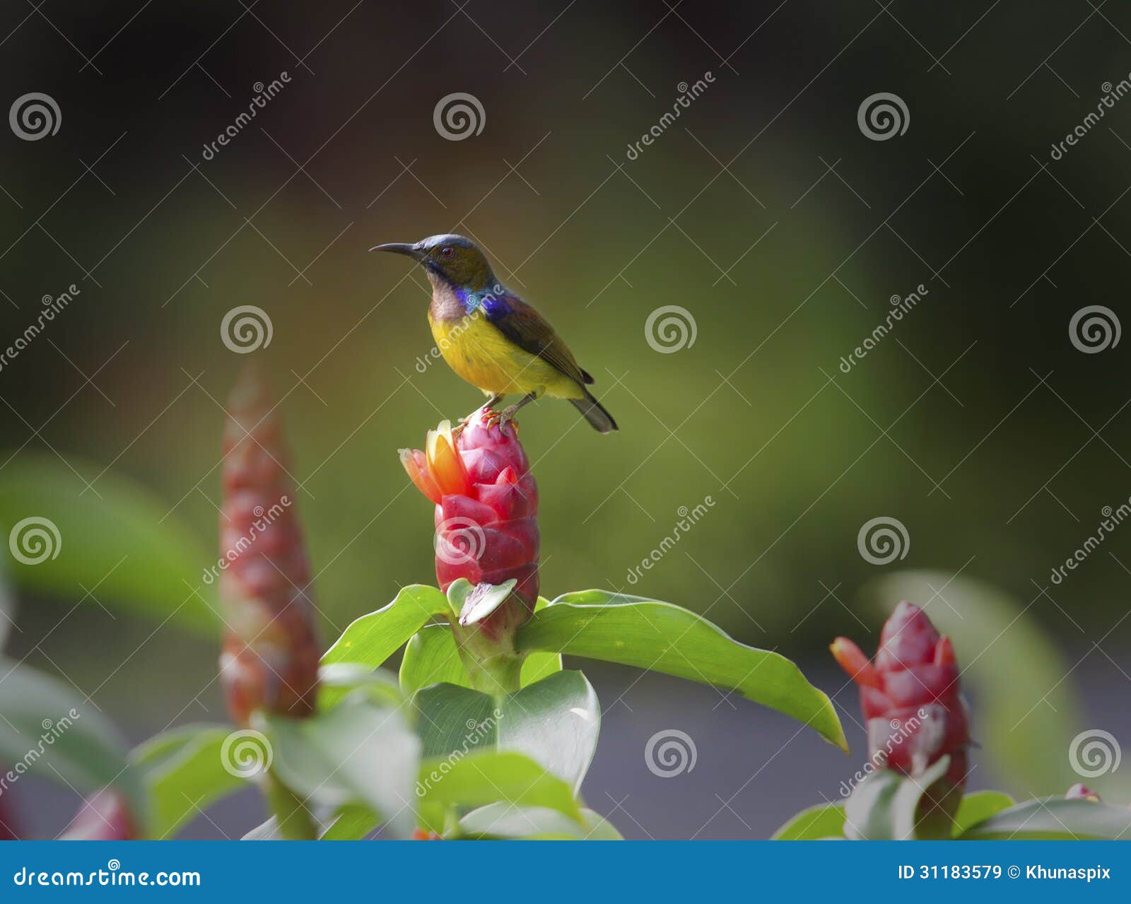 Yellow Breast Sunbird in Tropical Forest Stock Image - Image of sunbird ...