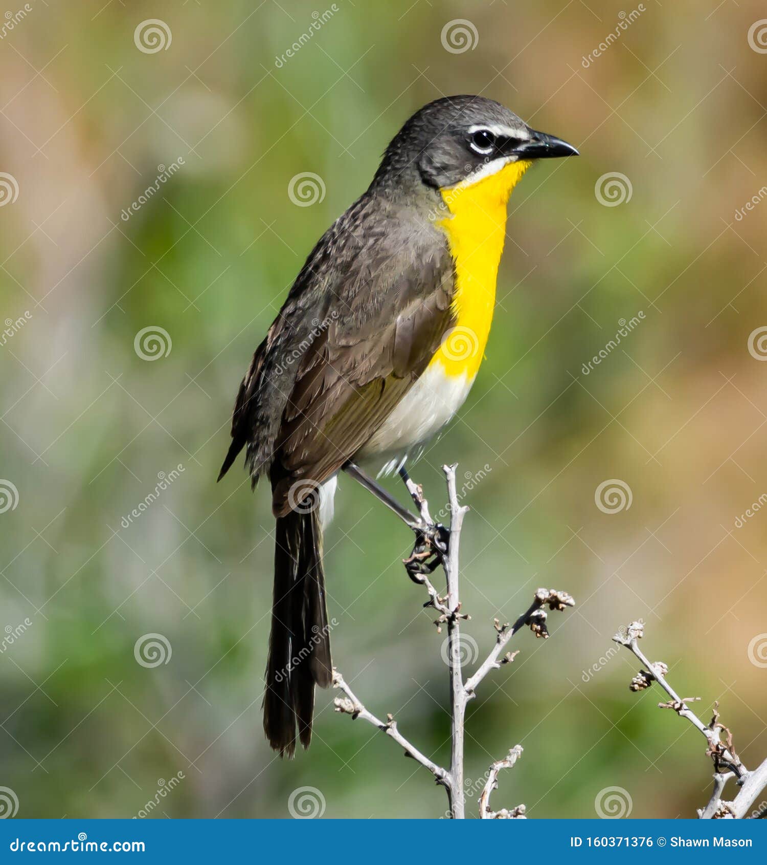 yellow-breasted chat in the rocky mountains