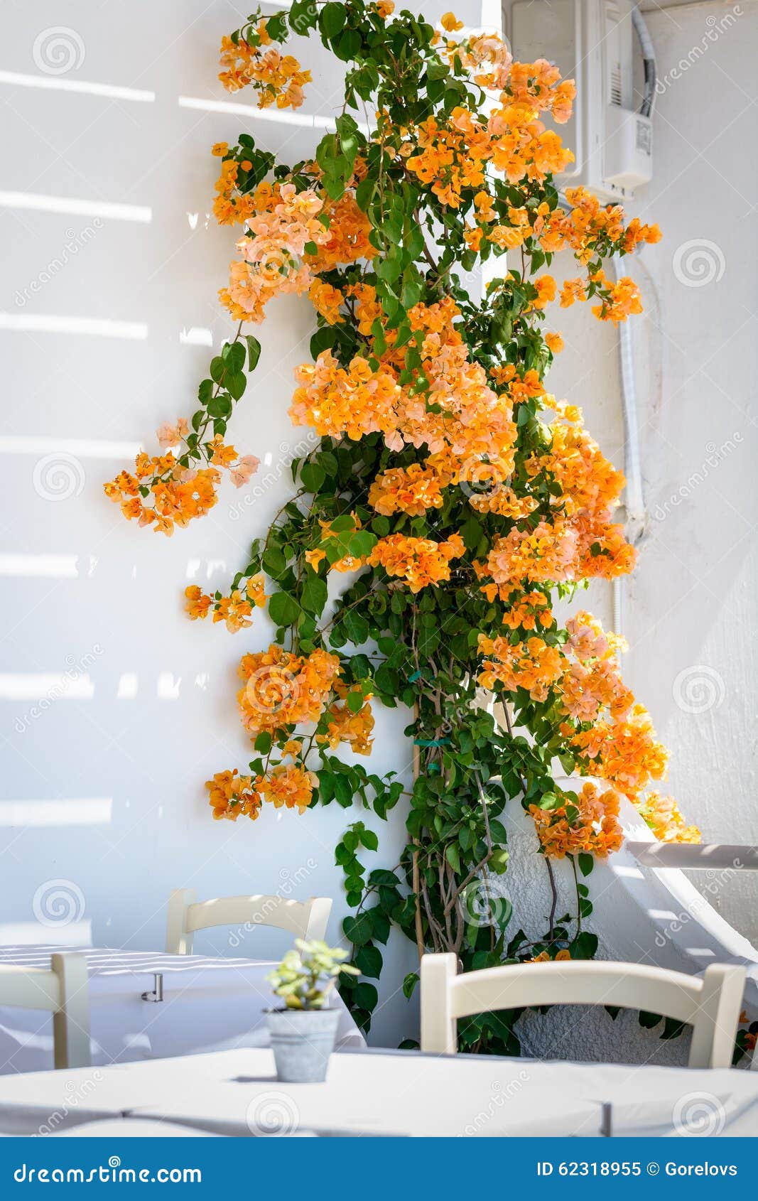 bougainvillea yellow