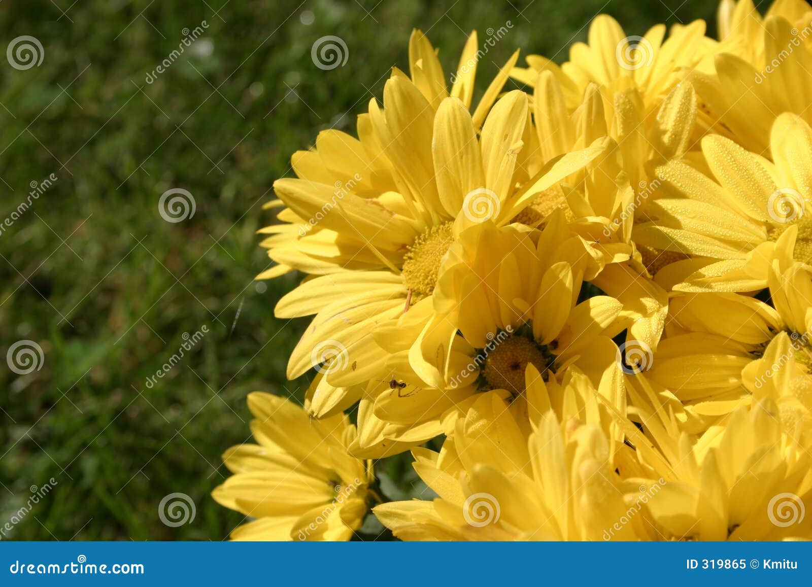 Yellow Bright Flowers Details Stock Image Image of macro, close 319865