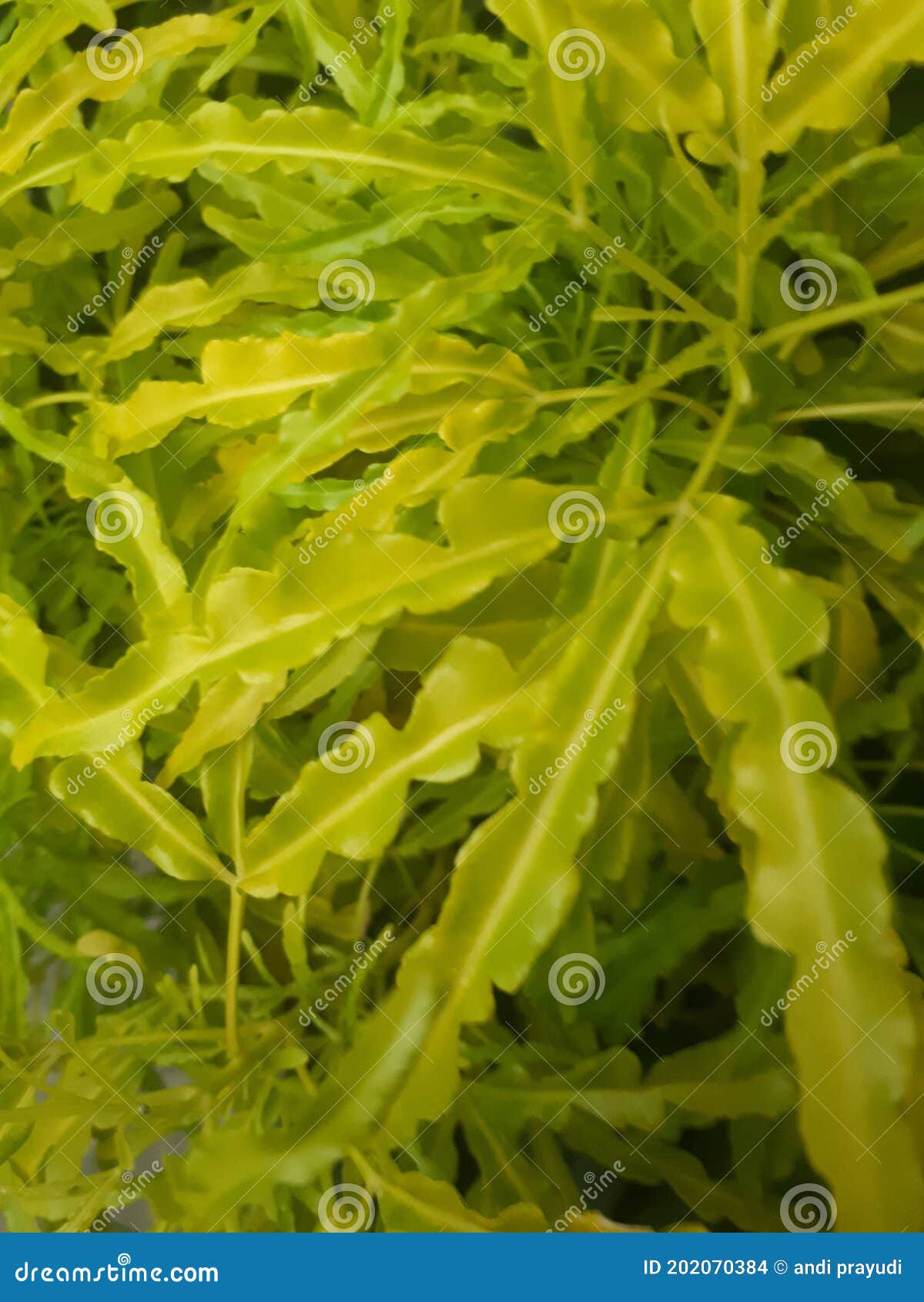 Yellow Broccoli Flowers Beutiful Stock Photo Image of yellow, flowers