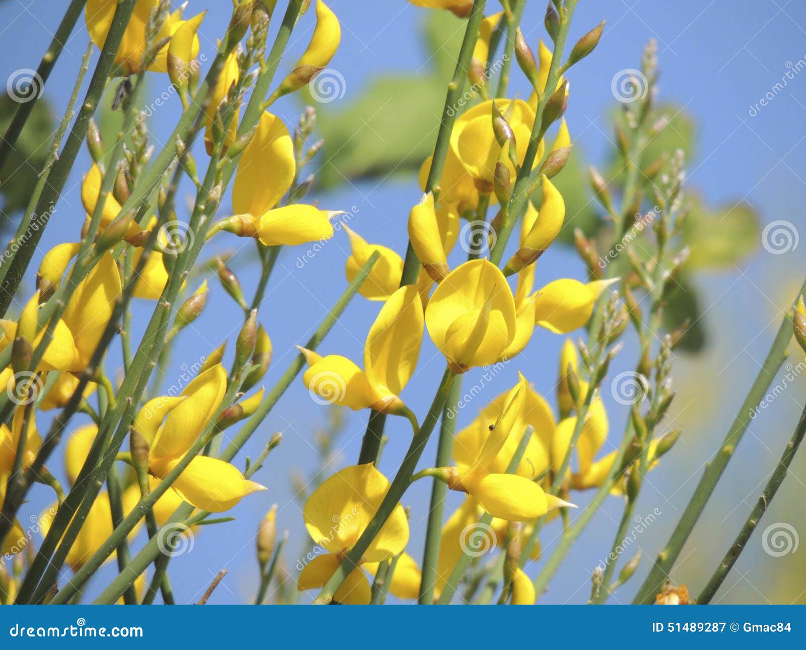 Yellow Broom stock image. Image of grow, yellow, broom 51489287
