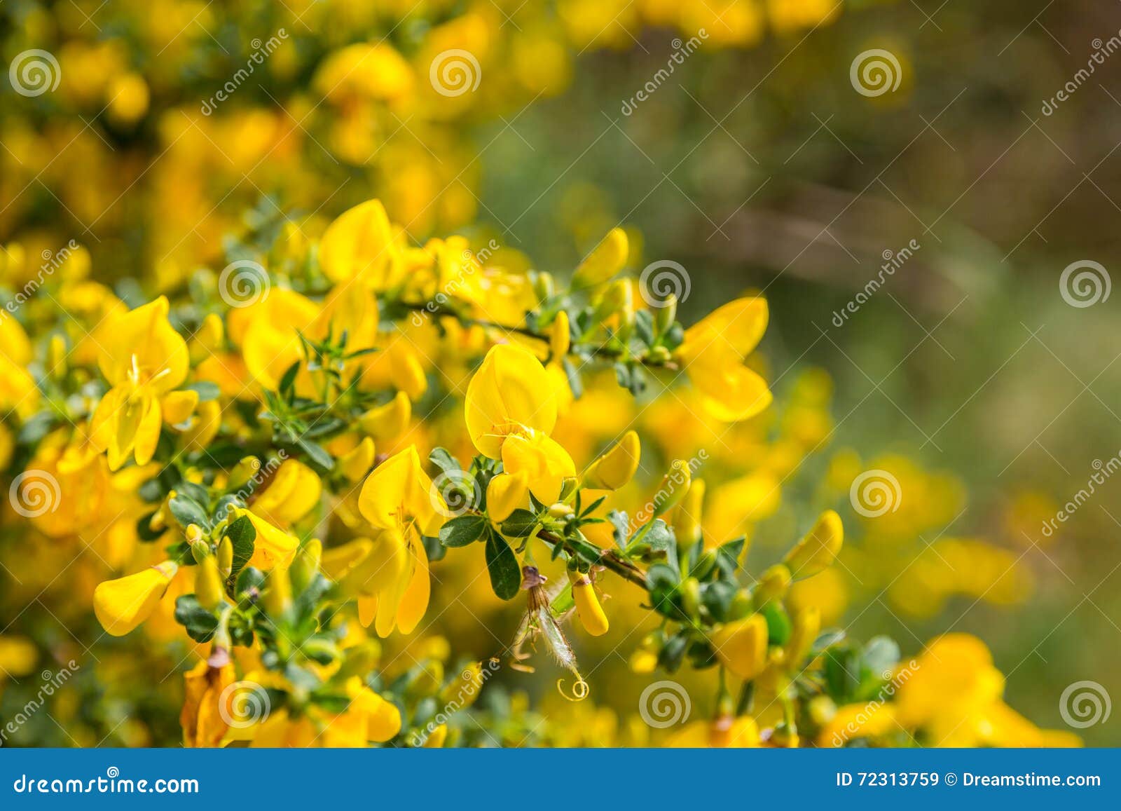 Yellow broom stock image. Image of flower, spring, flowering 72313759