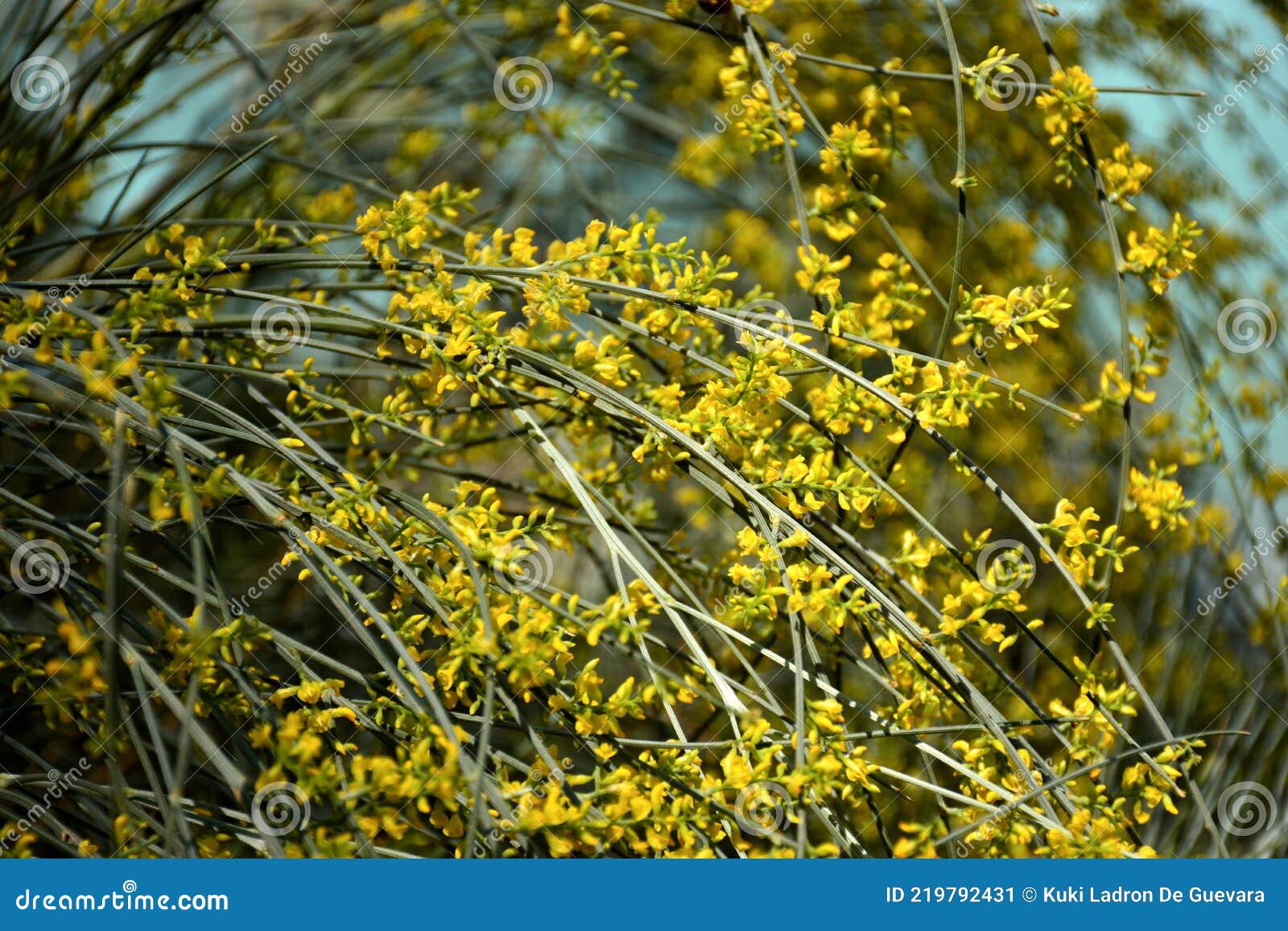 Yellow sphaerocarpa broom stock image. Image of flower 219792431