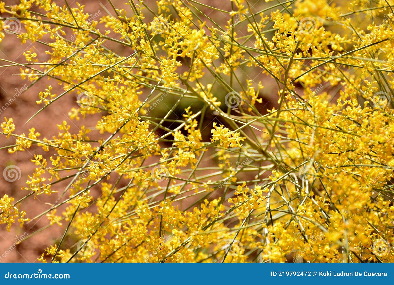 Yellow sphaerocarpa broom stock photo. Image of 219792472