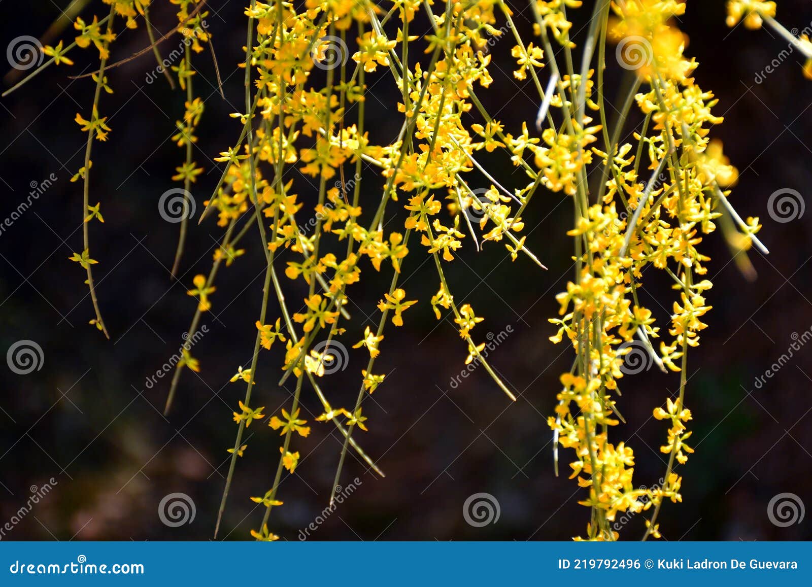yellow sphaerocarpa broom