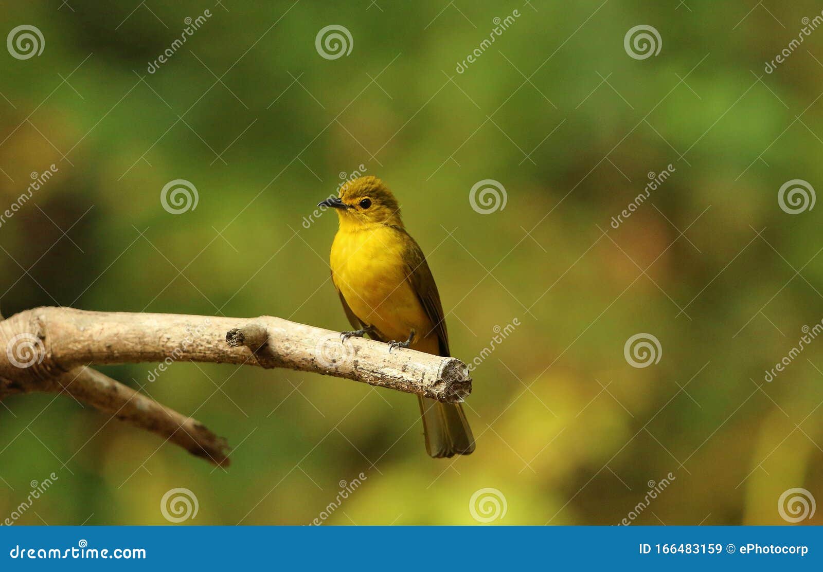yellow browed bulbul, acritillas indica, ganeshgudi, karnataka, india