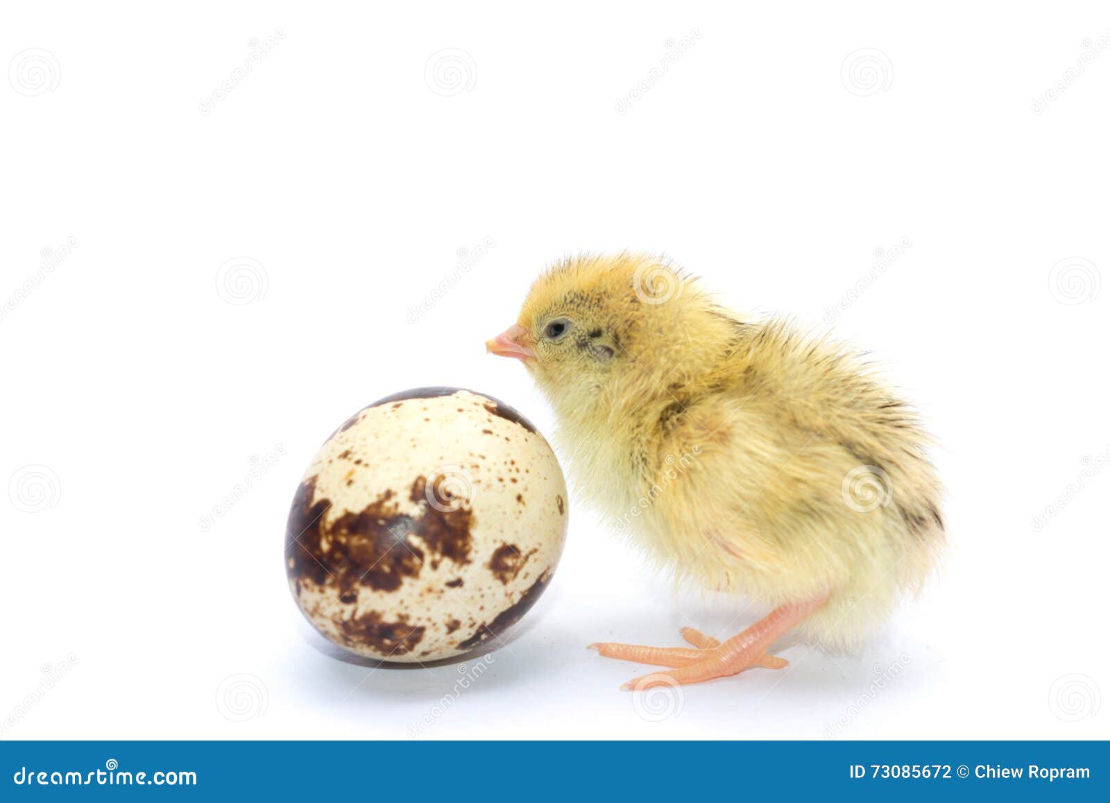 Yellow and Brown Baby Quail Stock Photo Image of nice, easter 73085672