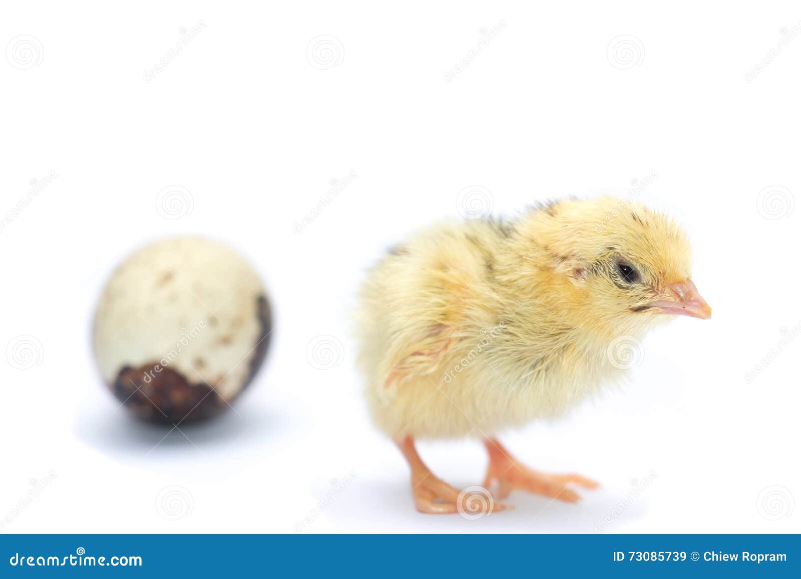 Yellow and Brown Baby Quail Stock Image Image of beak, poultry 73085739