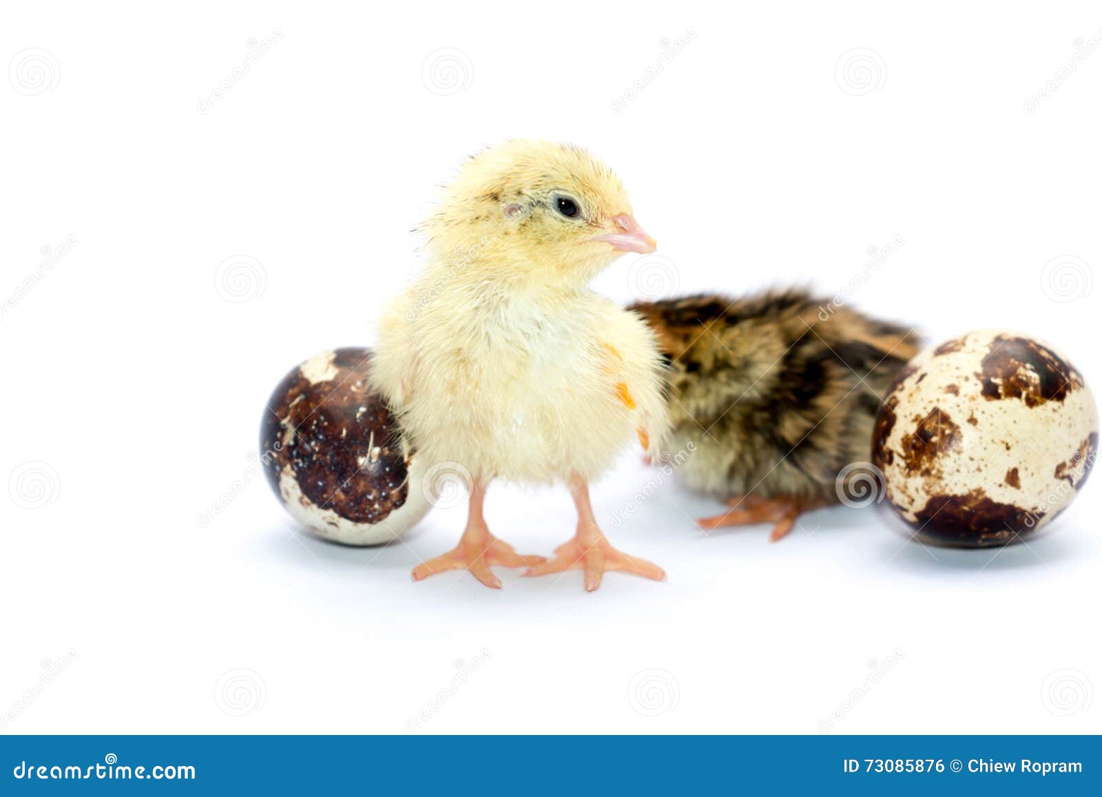 Yellow and Brown Baby Quail Stock Photo Image of childhood, poultry