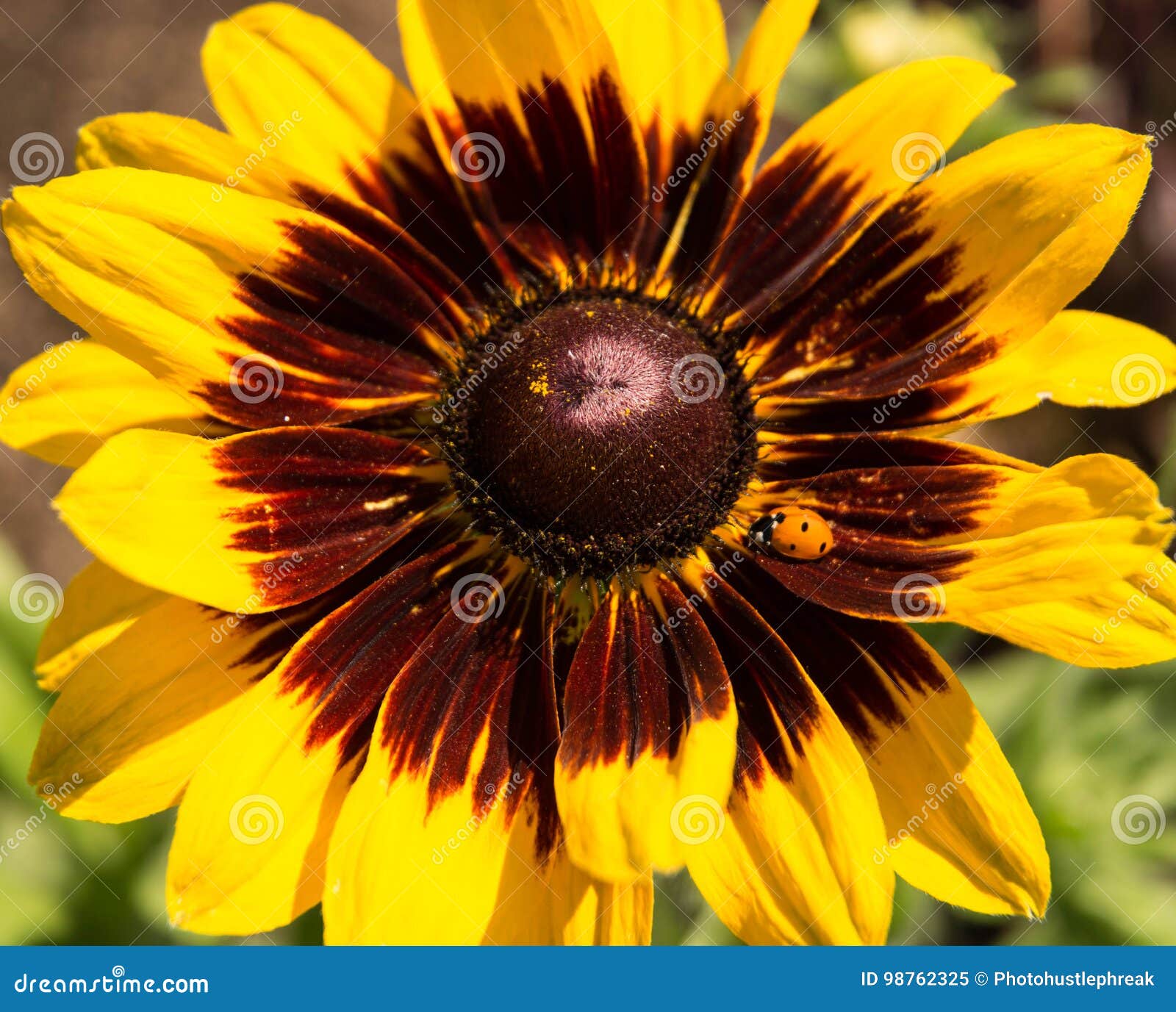 Yellow and Brown Daisy with Ladybug Stock Image Image of abstract
