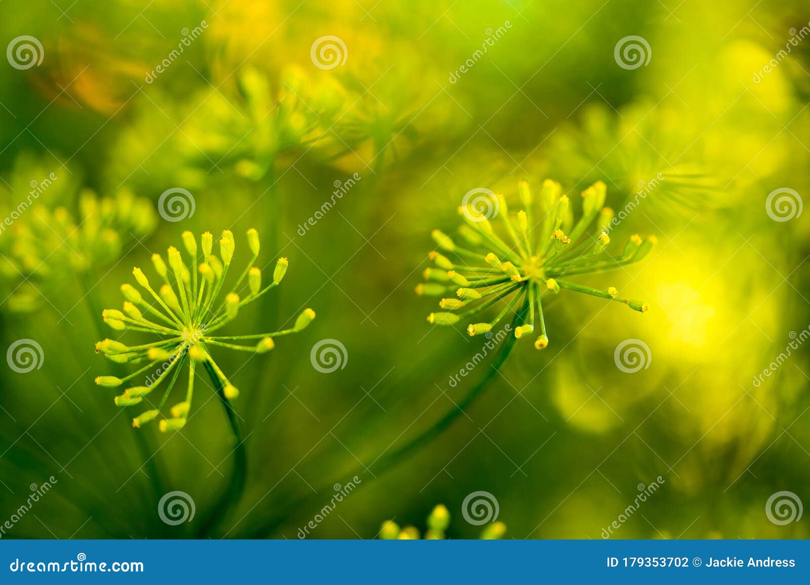 Two Spring Garlic Buds stock photo. Image of charming 179353702