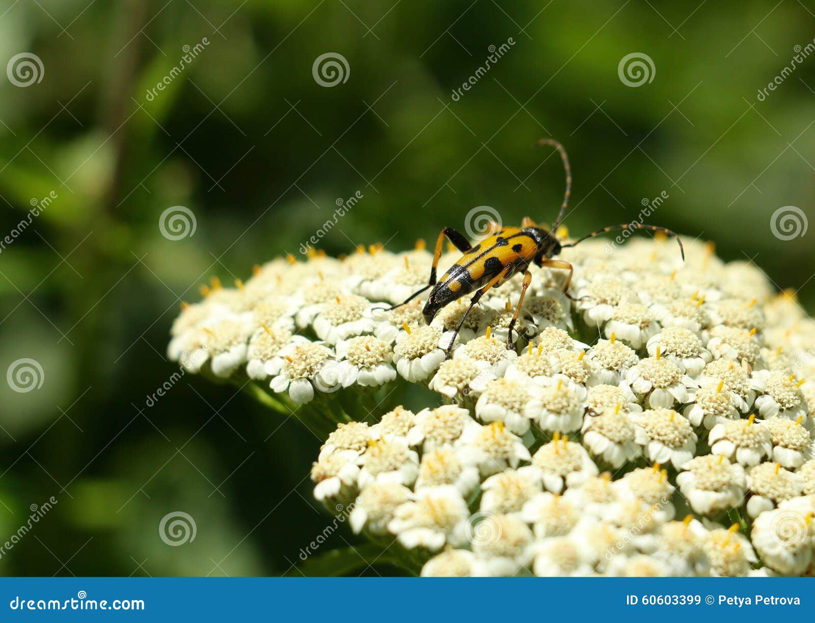 Yellow bug stock image. Image of beetle, background, body 60603399