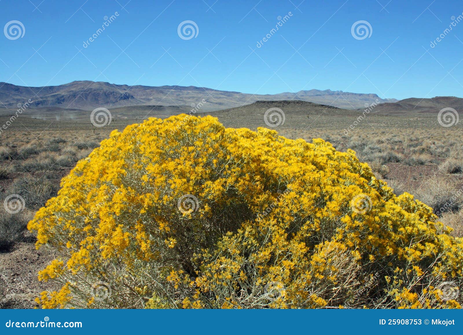 Yellow bush in the desert stock image. Image of valley 25908753